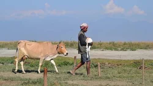 India's Realm of Big Animals