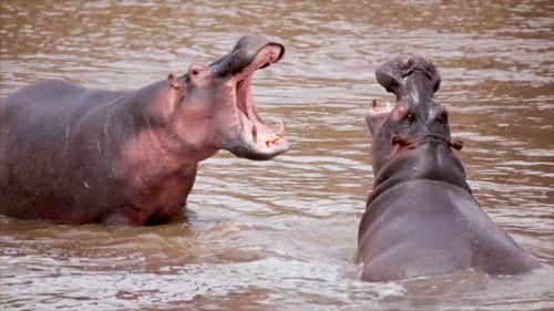 Cocaine Hippos