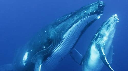 Whales