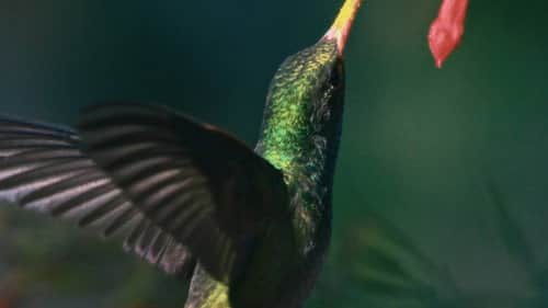 The Birds' Journey