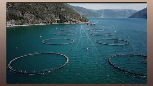 The Dark Underbelly of European Salmon