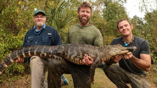 Meth Gators