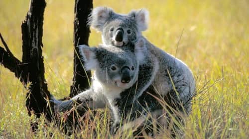Koala Country