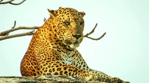 Sri Lanka