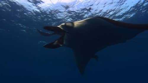 Giant Manta Rays