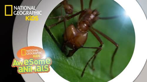 Antzilla