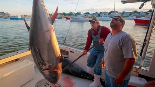 Bluefin Bloodline