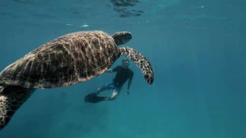Tracking Green Turtles in the Great Barrier Reef