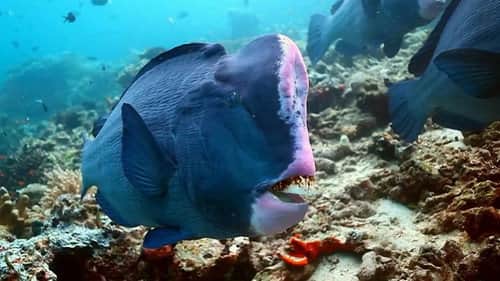 Iguana Snot & Parrotfish Poo