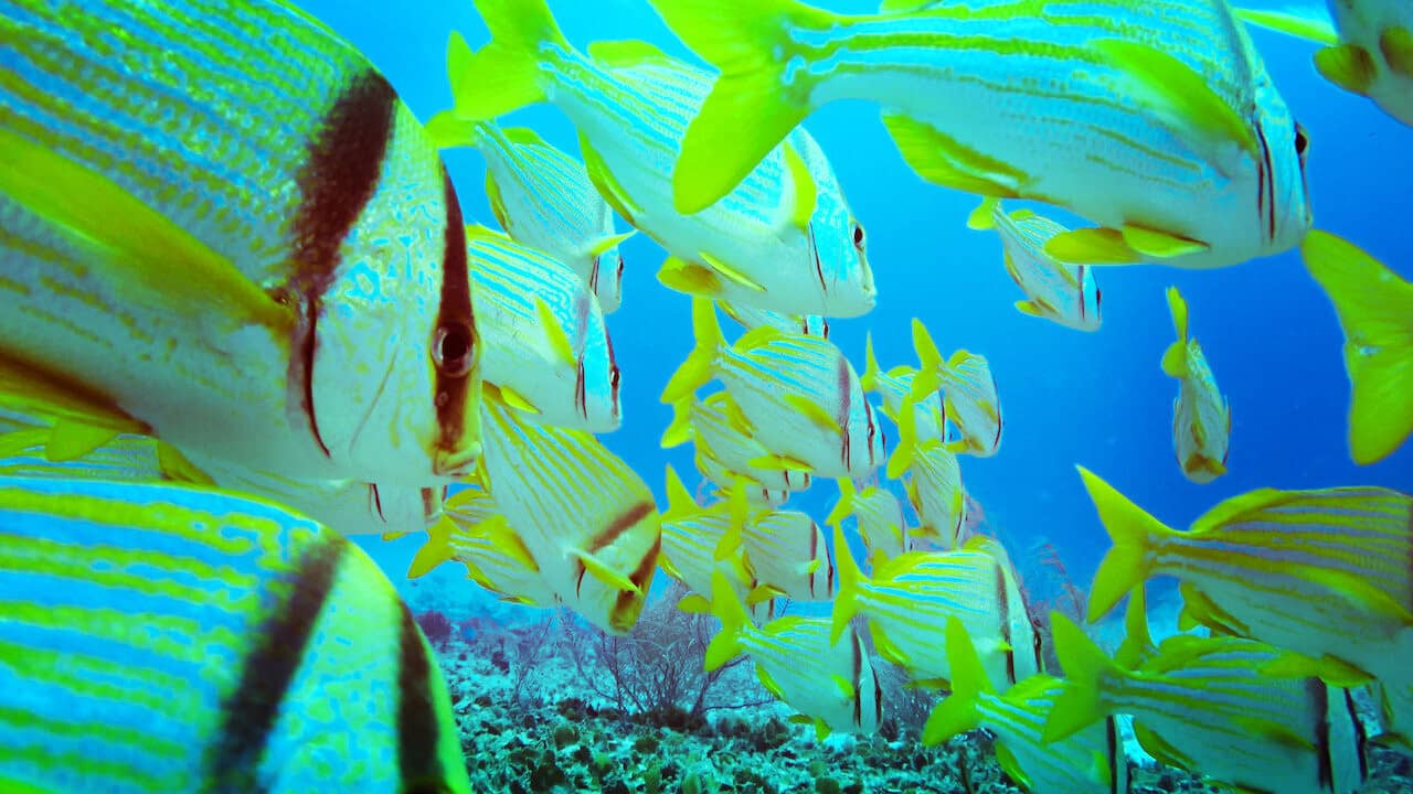 Red Sea backdrop