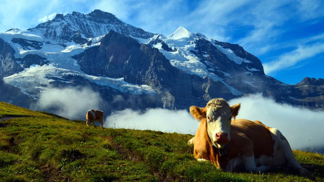 Wild Faces of Switzerland backdrop