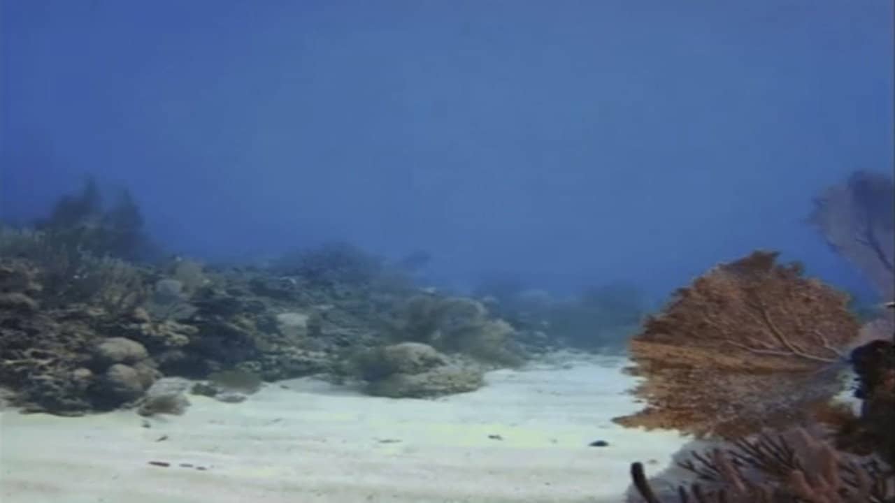 Tank Fantasy backdrop