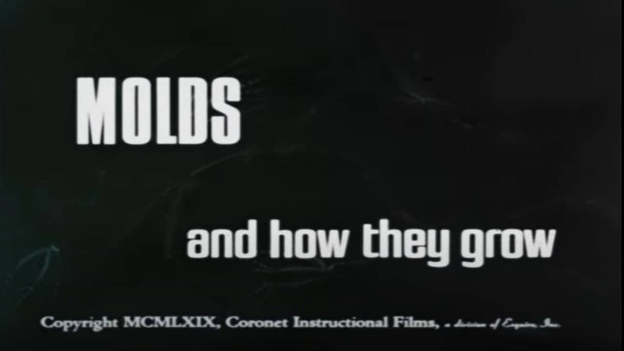 Molds and How They Grow backdrop
