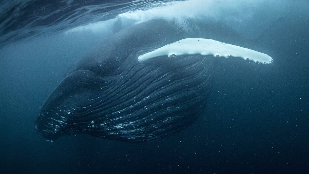 North Atlantic: The Dark Ocean backdrop