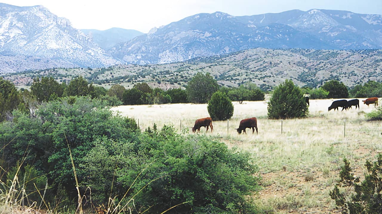 Whose Home on the Range? backdrop