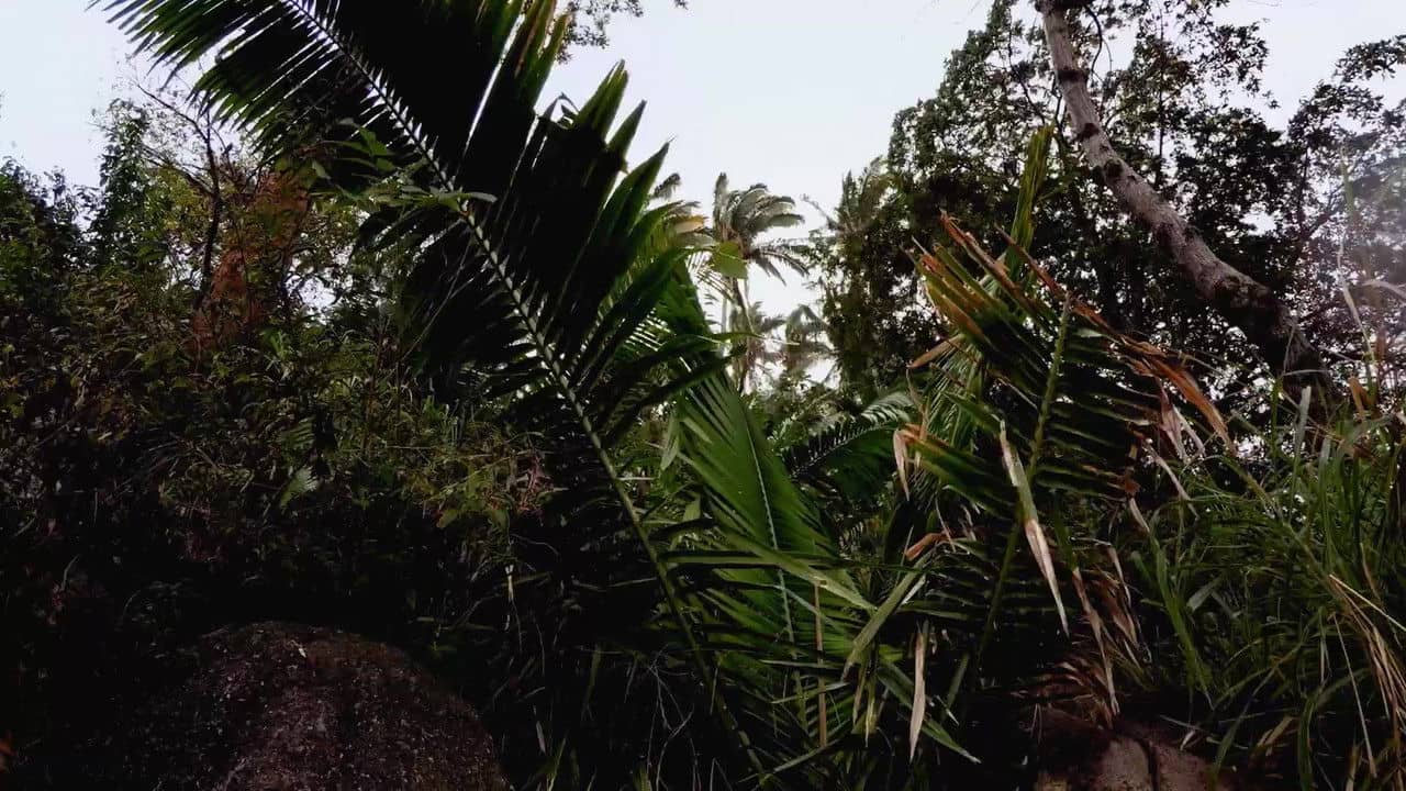 Seasons of the Wild backdrop