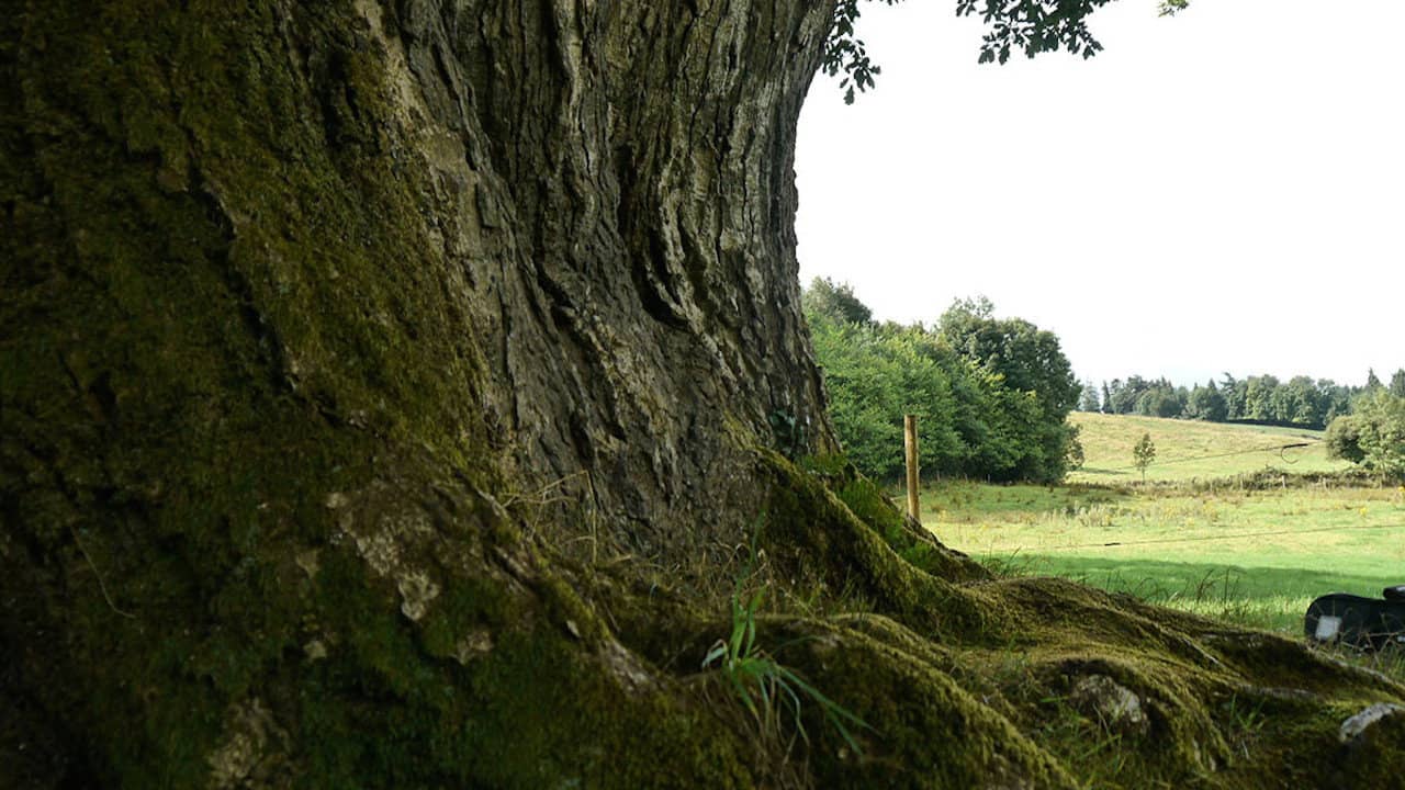 Call of the Forest: The Forgotten Wisdom of Trees backdrop