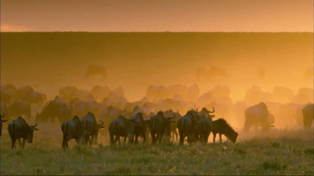 Wildlife Specials backdrop
