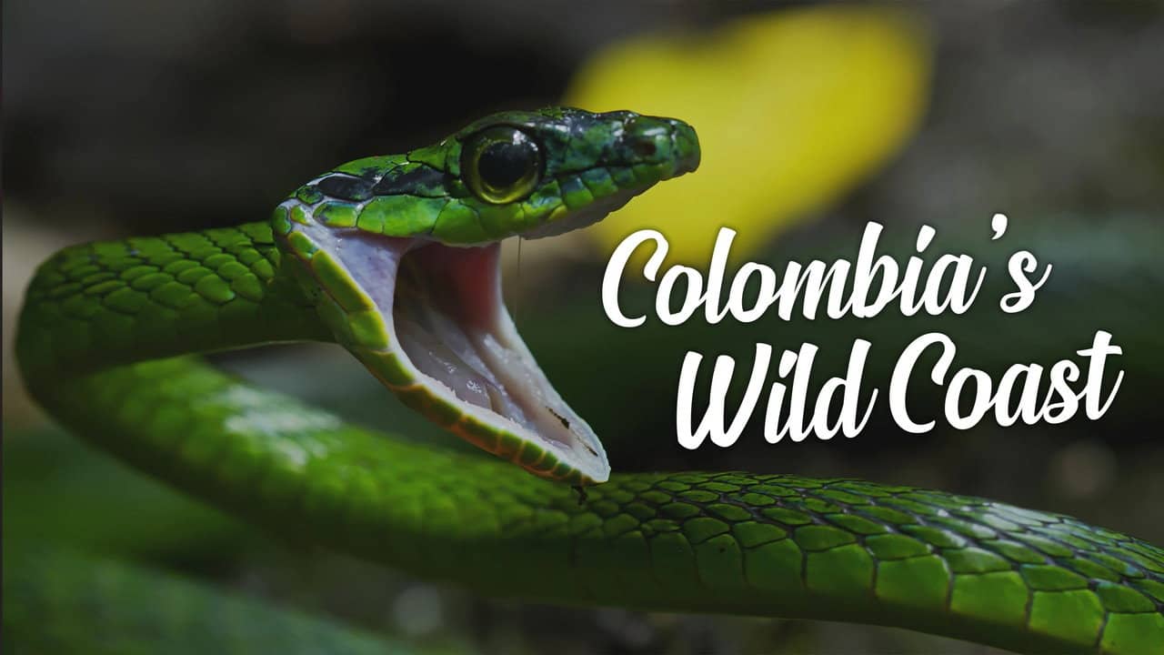 Colombia's Wild Coast backdrop