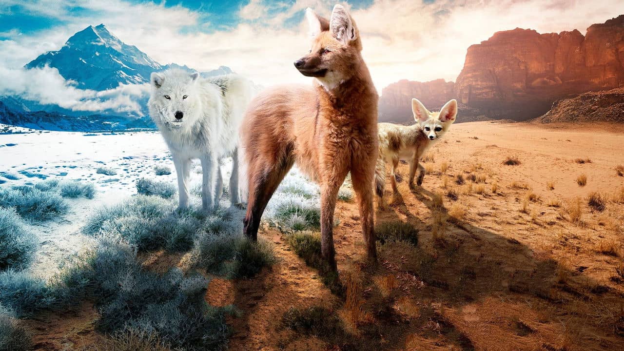Dogs in the Wild: Meet the Family backdrop