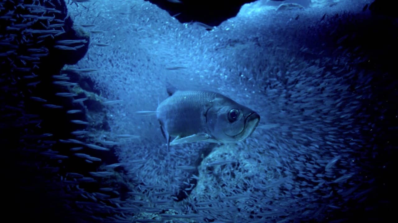 Atlantic: The Wildest Ocean on Earth backdrop
