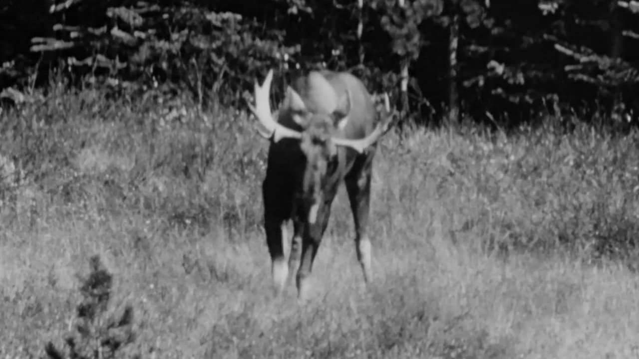 Hinterland Who's Who: Moose backdrop