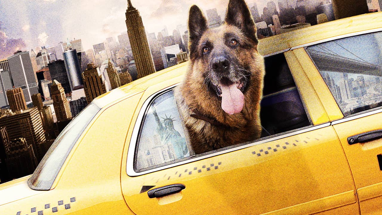 Cool Dog backdrop