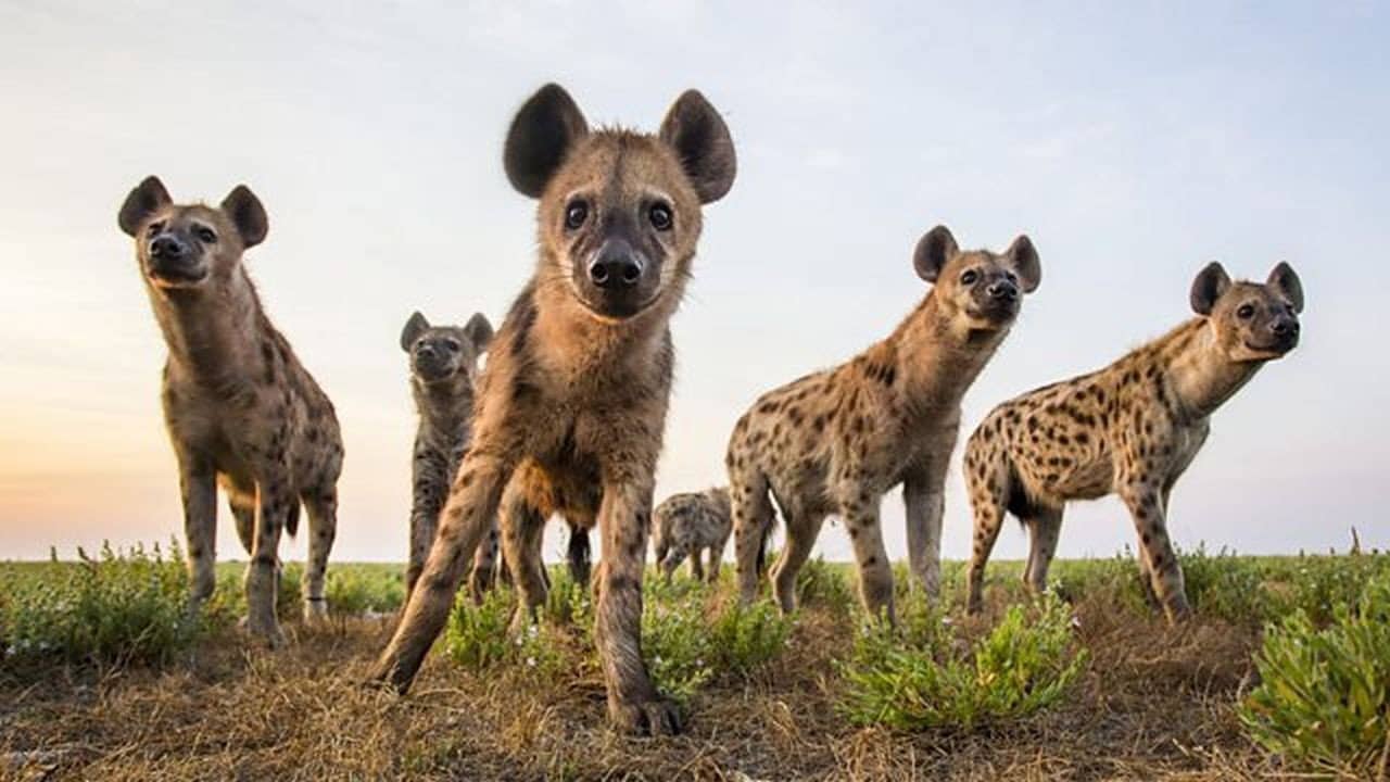 World's Sneakiest Animals backdrop