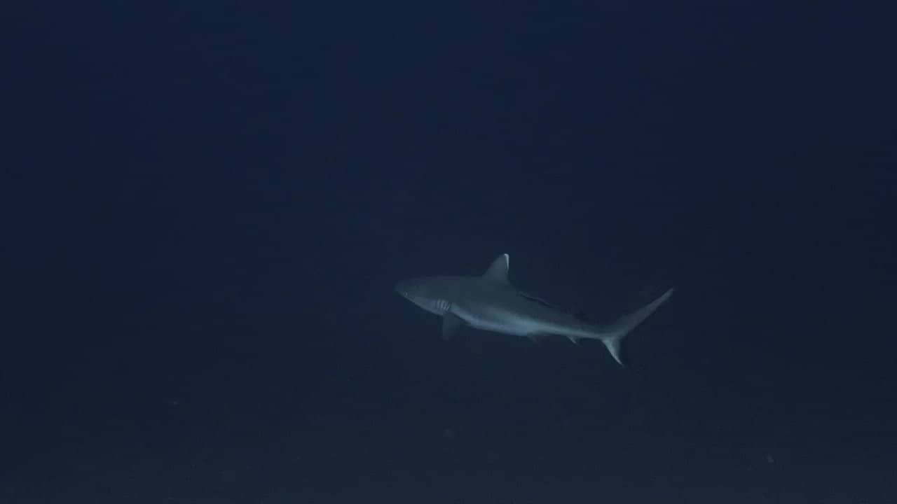 Sharks: Predators of the Deep backdrop