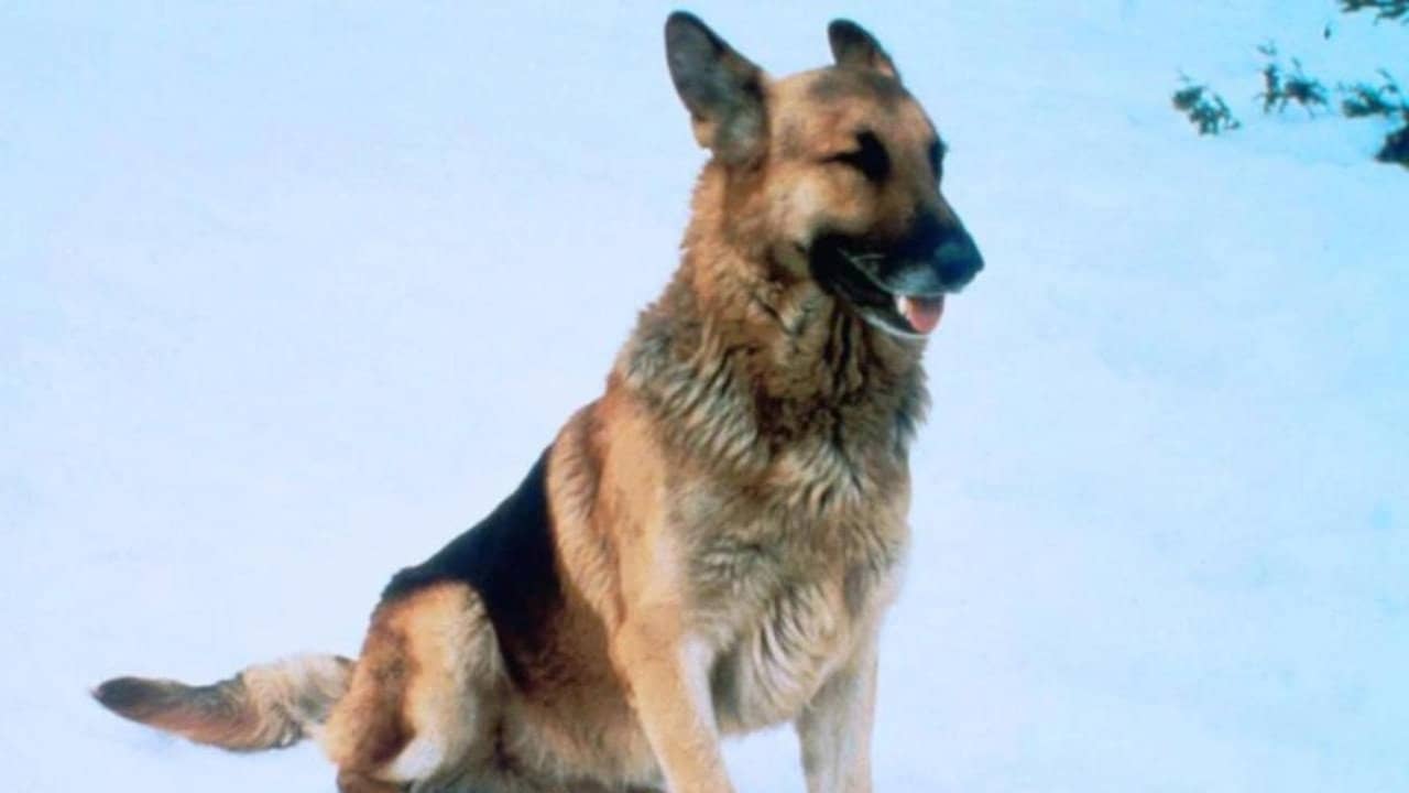 The Courage of Kavik, the Wolf Dog backdrop