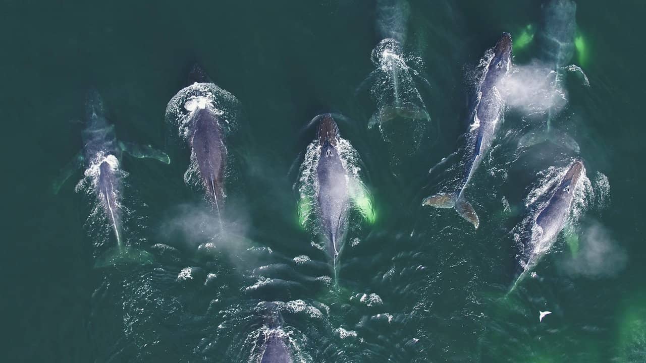Genius Sea Hunters backdrop