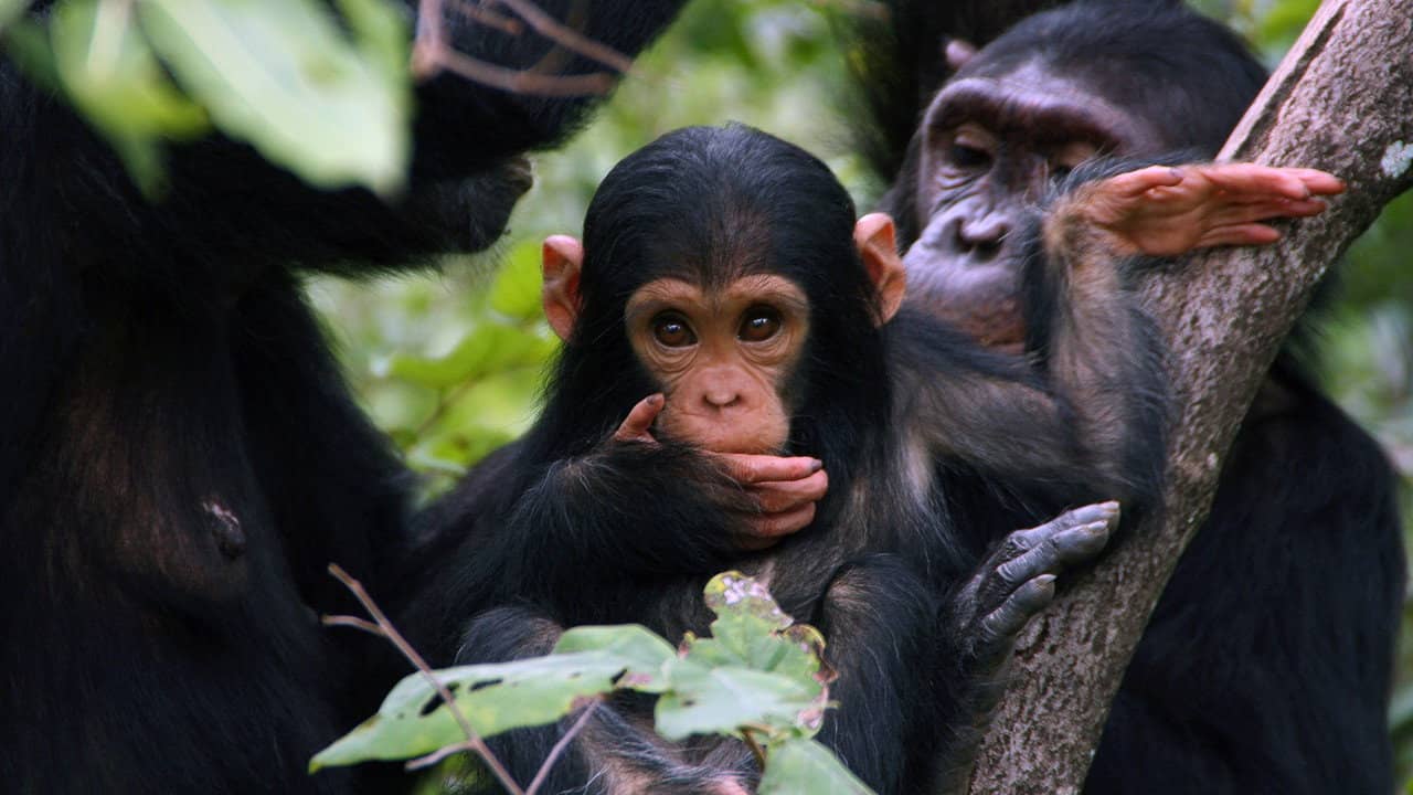 Jane Goodall: Saving Paradise backdrop