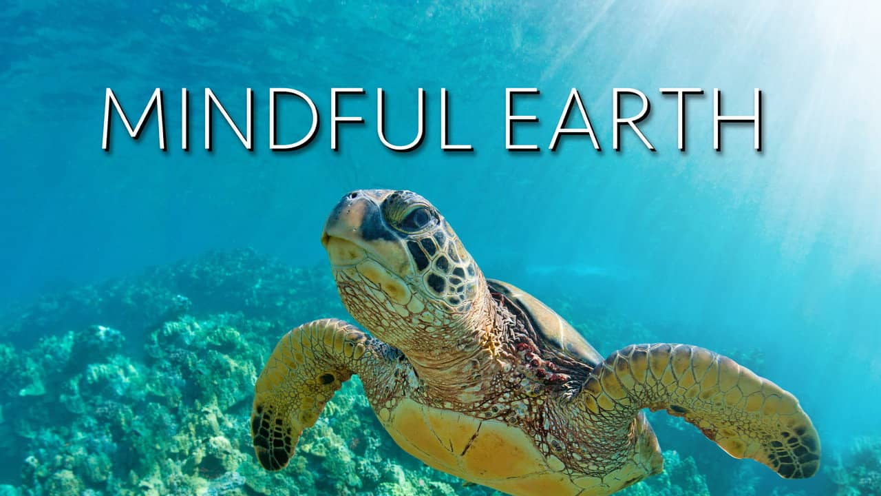 Mindful Earth backdrop