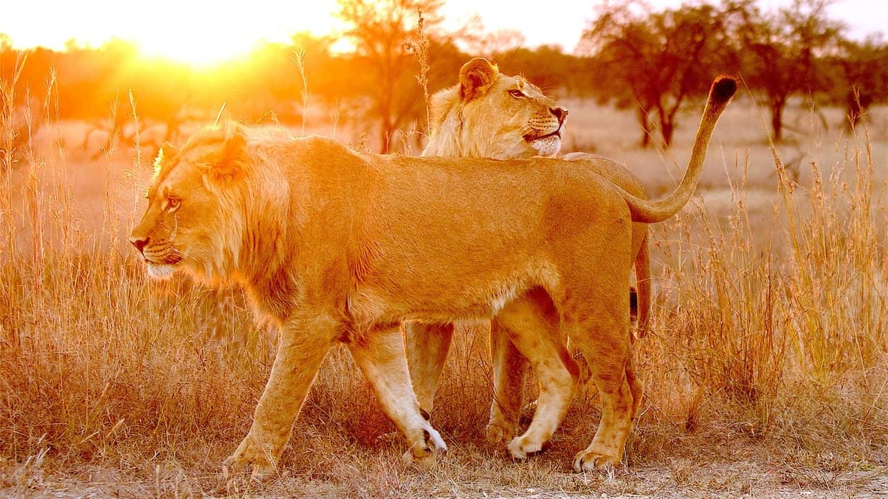 Lion Spy backdrop