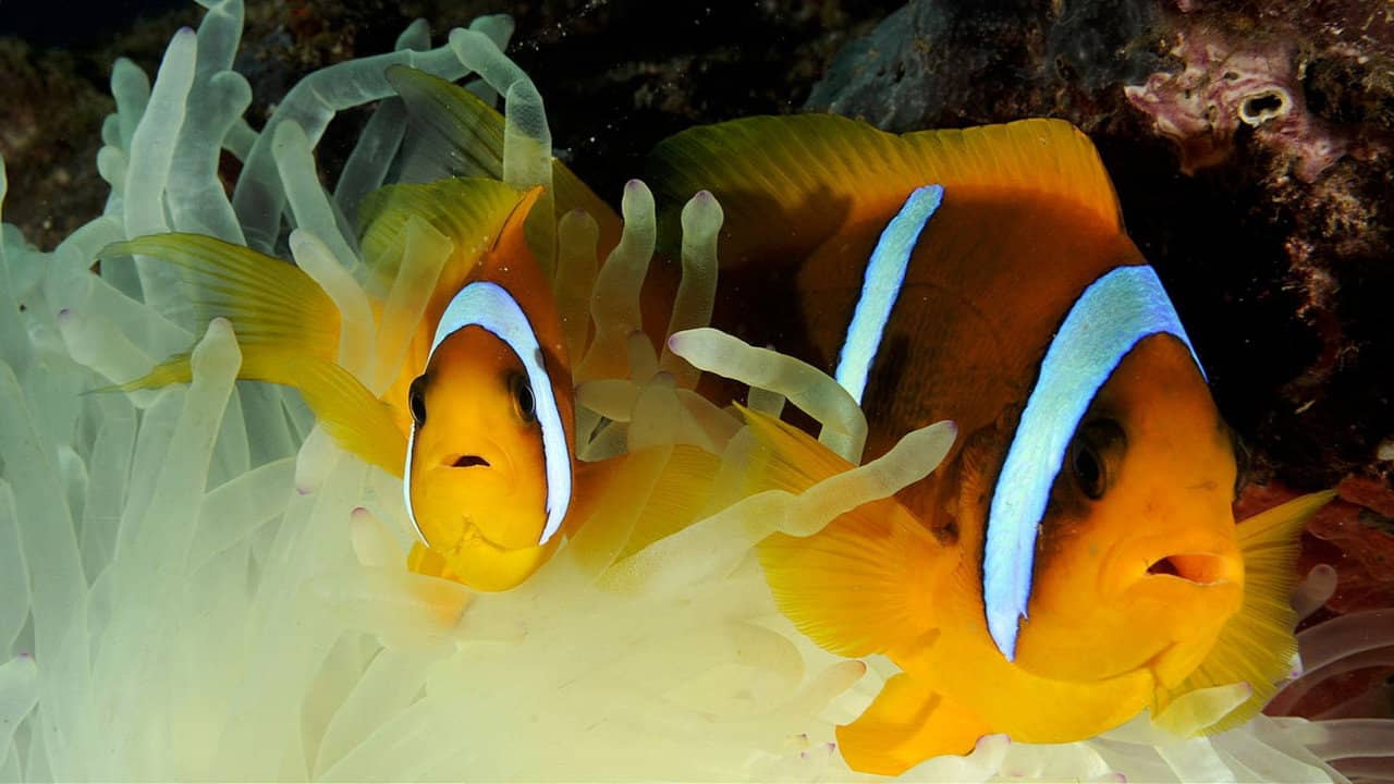 Filmstar Fish: Struggle For Survival backdrop