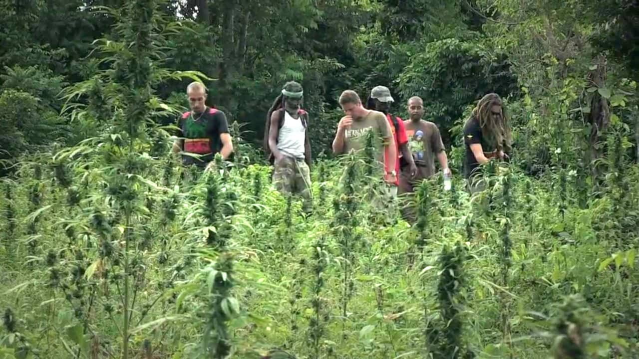Strain Hunters backdrop