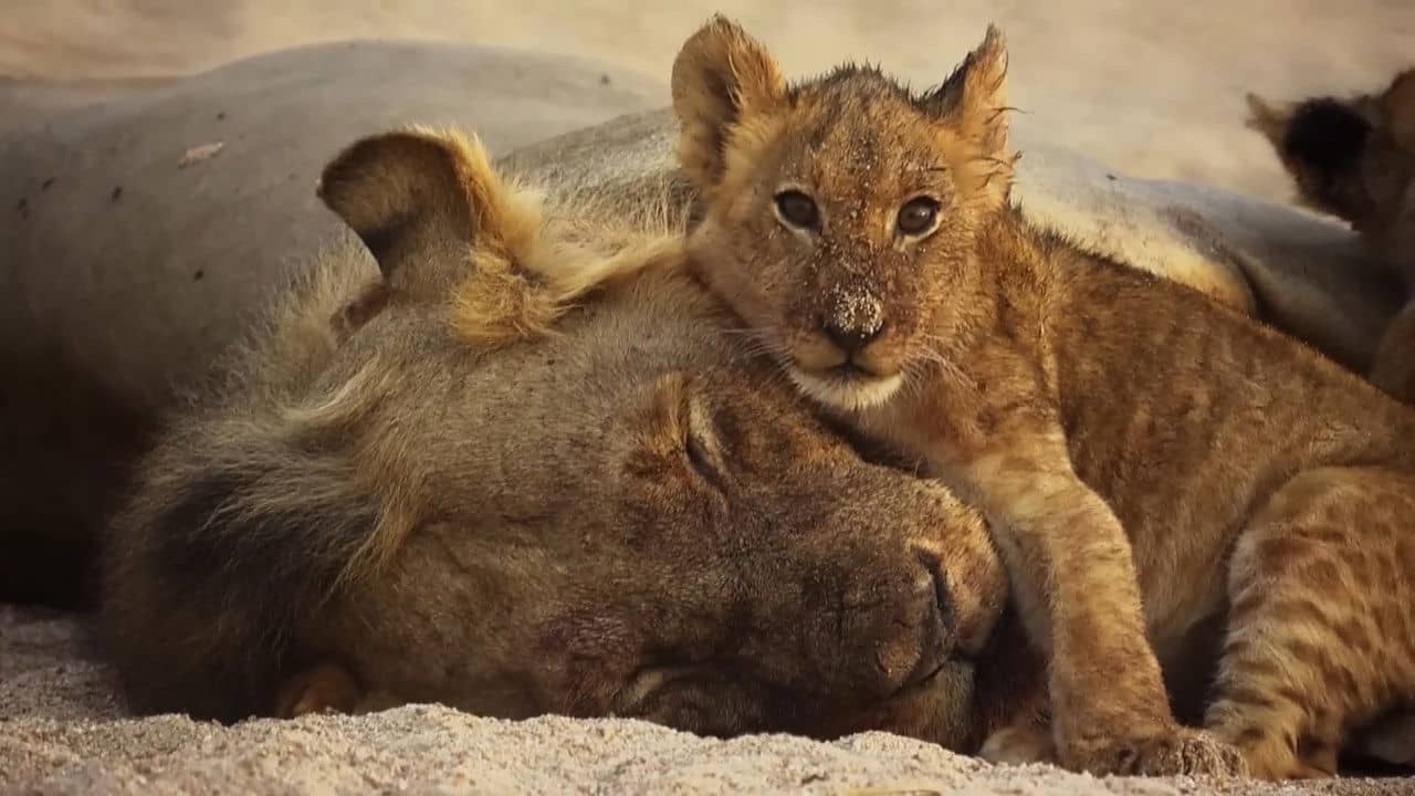 The Lions Rule backdrop