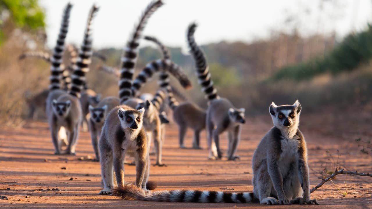 Gangs of Lemur Island backdrop
