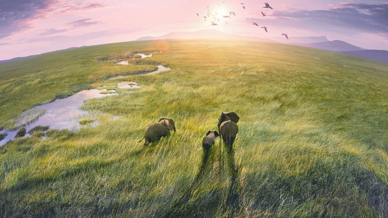 Planet Earth III backdrop