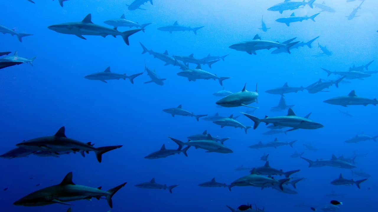 United Sharks of America backdrop