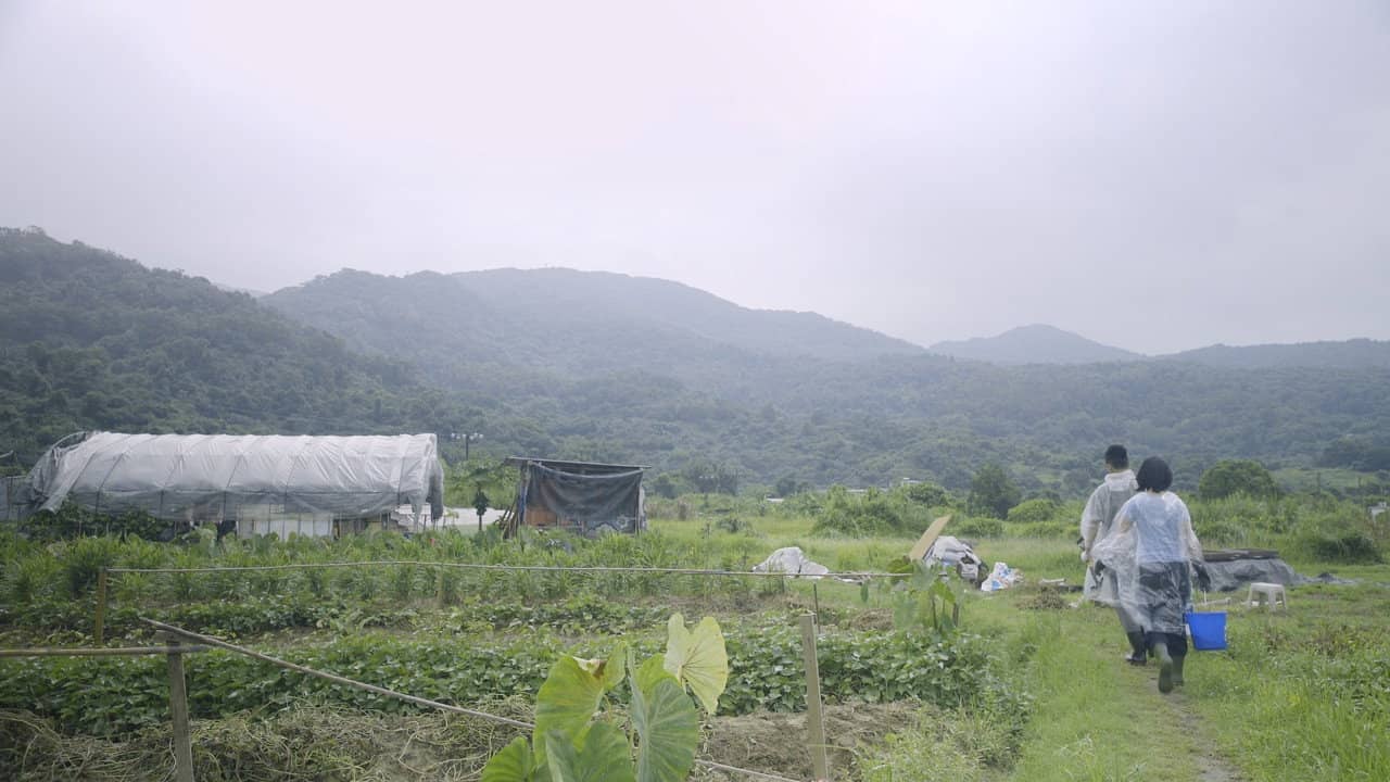 The Cow Caretaker backdrop