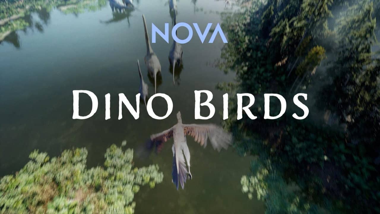 Dino Birds backdrop