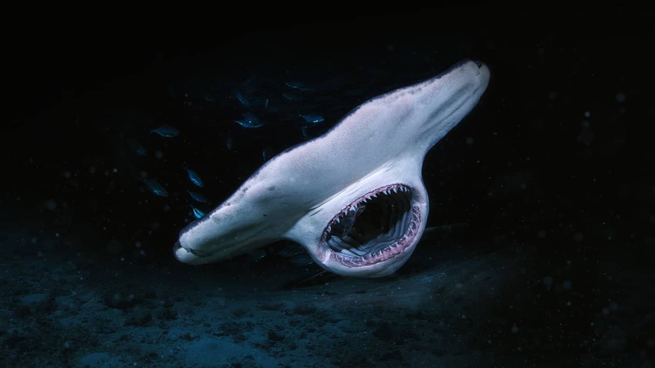 When Sharks Attack... and Why backdrop