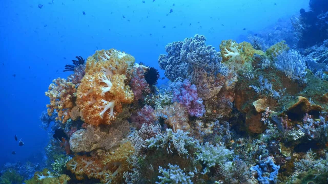 Triangle de Corail Merveilleuse biodiversité marine backdrop