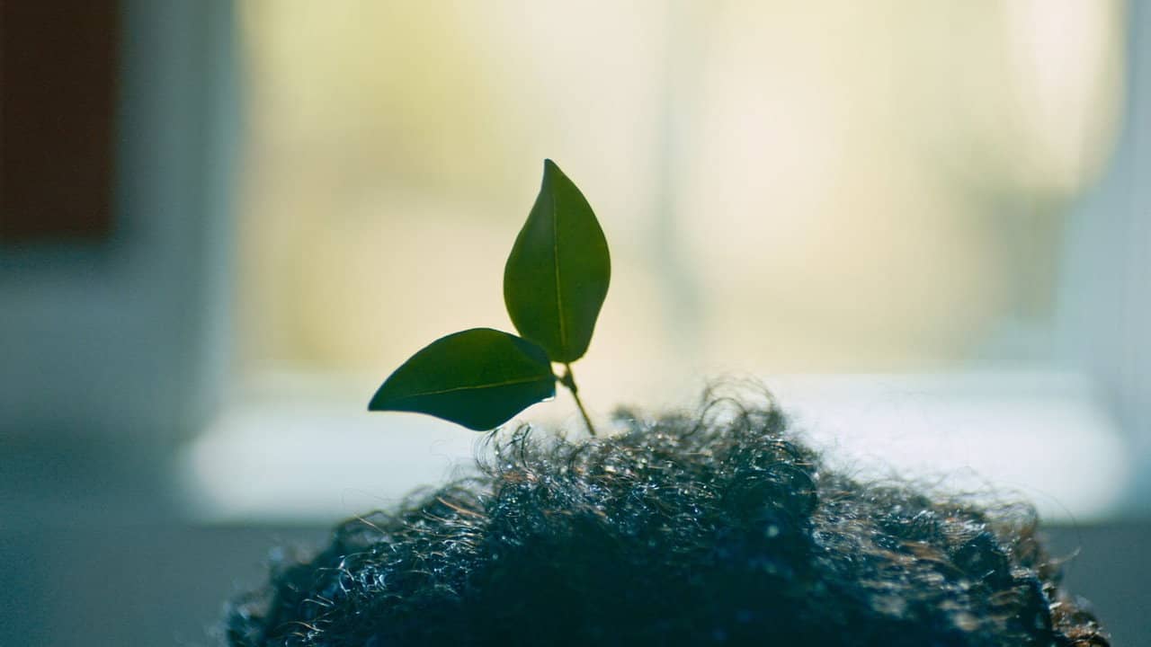 Plantasy backdrop