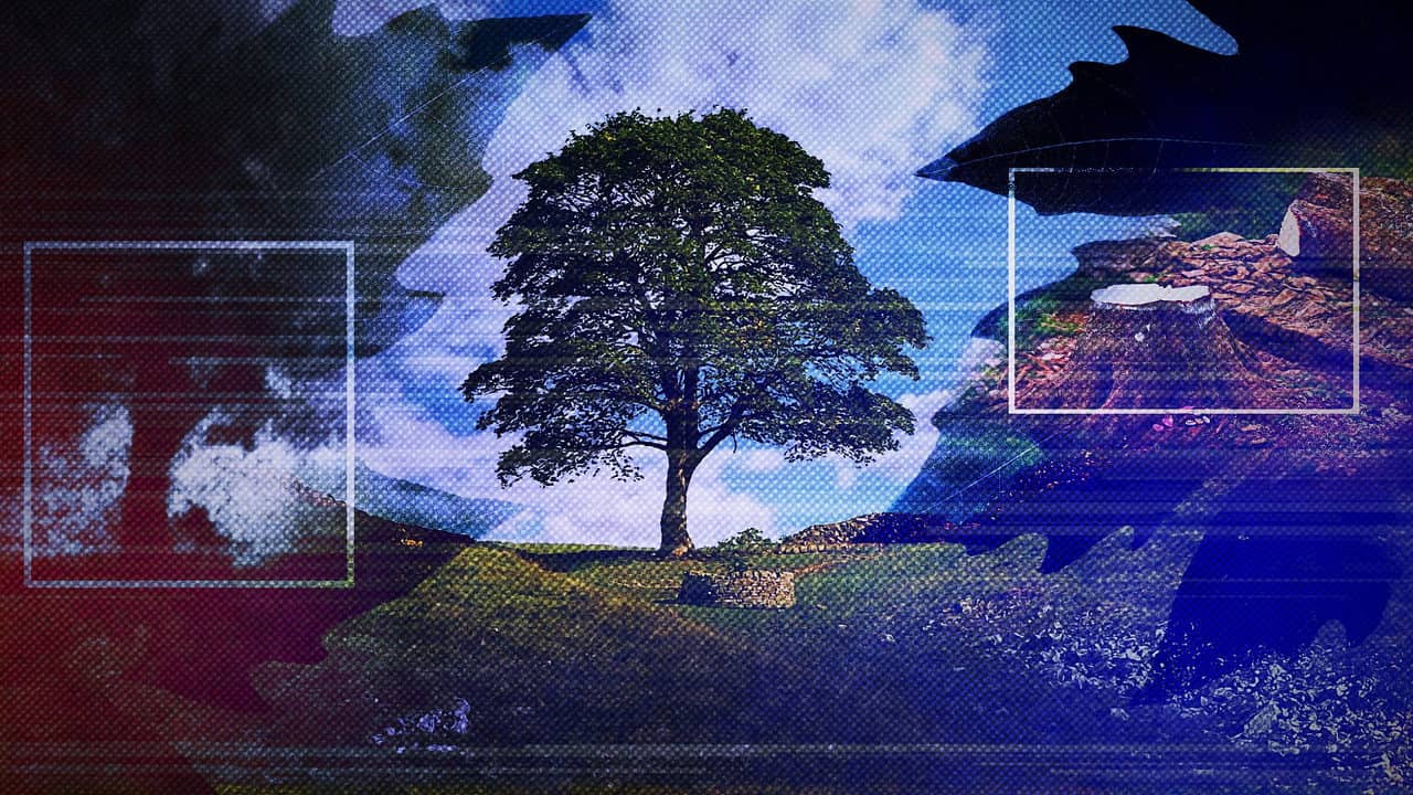 The Sycamore Gap: From Roots to Ruin backdrop