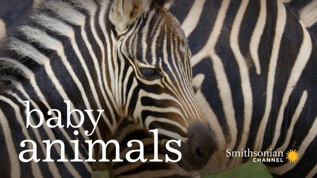 Baby Animals backdrop