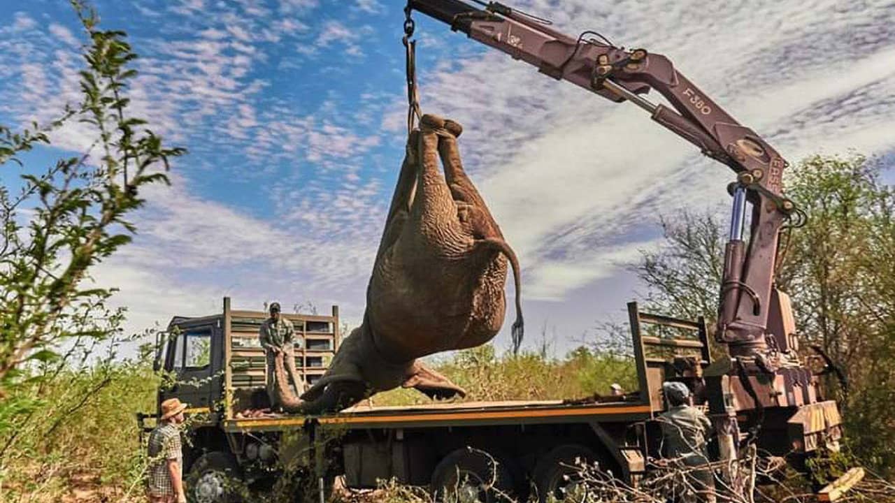 Extreme Animal Transport backdrop