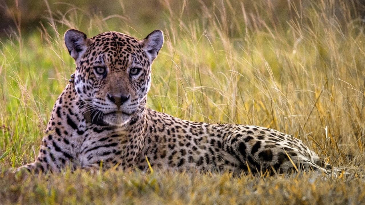 Jaguar Journals backdrop