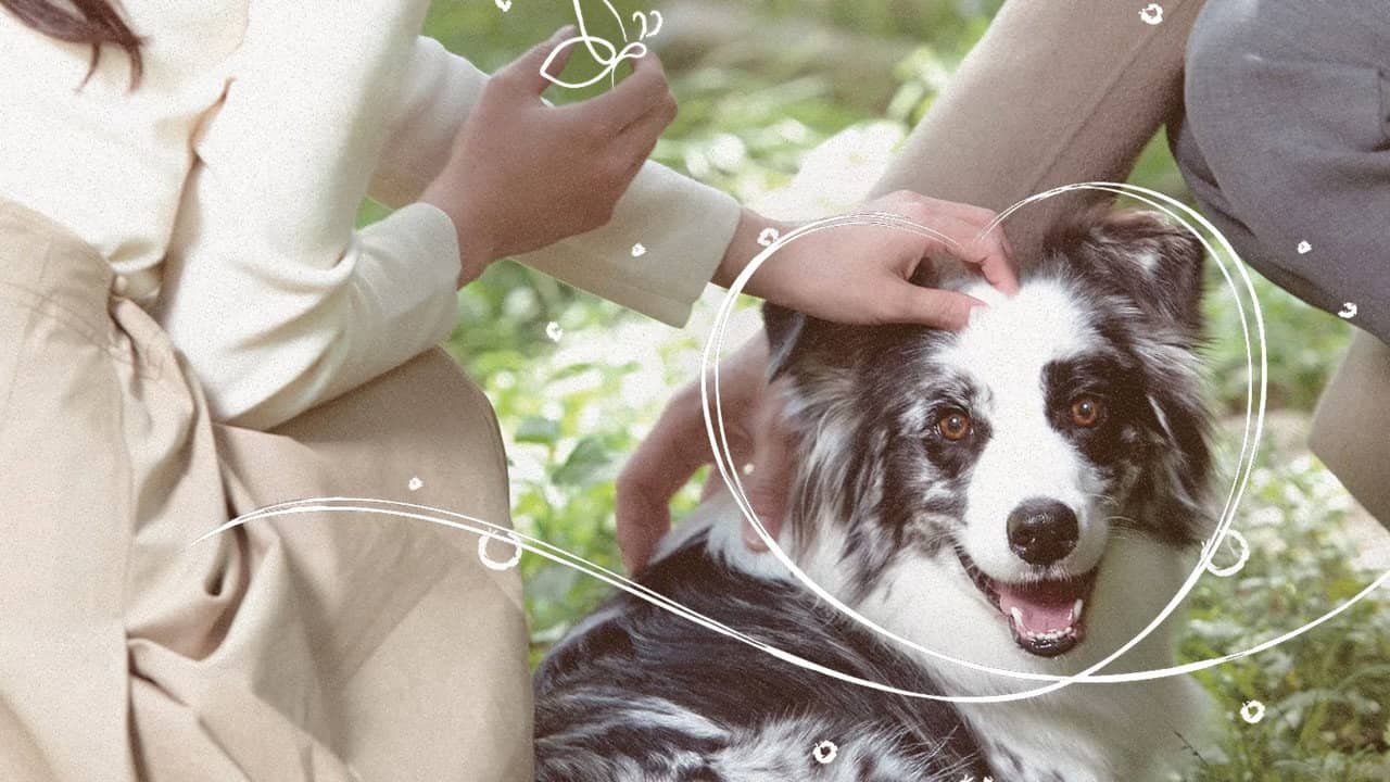 Pet Me Pick Me backdrop